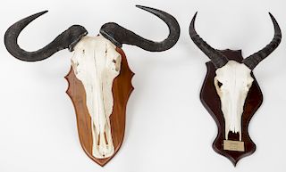 2 Taxidermy Mounts, Wildebeest and Tsessebe