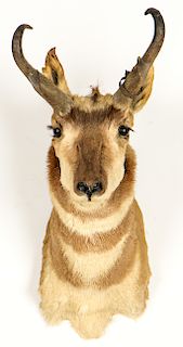 Antelope Taxidermy Head