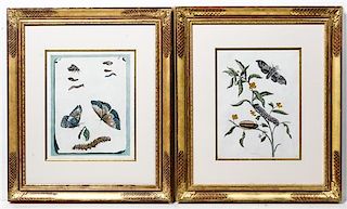 A Pair of Hand-Colored Engravings Height 13 1/4 x width 10 1/2 inches.