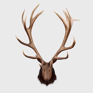 Carved Walnut Stag's Head Fitted with a Pair of Eight Prong Antlers