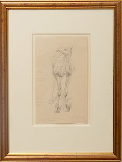 William Strutt (1856-1924): Study of the Front of a Camel; and Study of the Side of a Camel