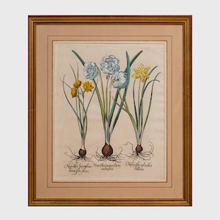 Basilius Besler (1561-1629): Narcissus; and Hyacinthus, from Hortus Eystettensis