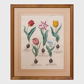 Basilius Besler (1561-1629): Tulips