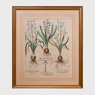 Basilius Besler (1561-1629): Narcissus Orientalis; and Hyacinthus, from Hortus Eystettensis