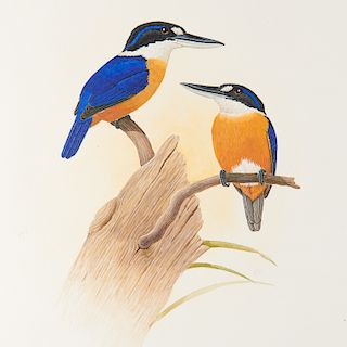 George Sandstrom, ornithological illustration