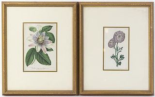 A Group of Seven Handcolored Floral Engravings, Height overall 18 1/4 x width 15 inches.