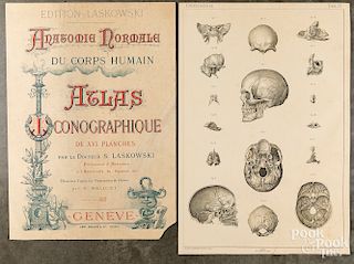 Anatomie Normale Du Corps Humain Atlas