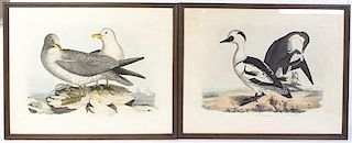 Two English Handcolored Engravings, Prideaux John Selby (English, 1788-1867) Height 15 3/4 x width 21 1/2 inches.