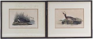 Three Ornithological Handcolored Prints, Height of largest 10 1/4 x width 7 3/4 inches.