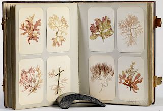 Seaweed and Botanical Samples Album, c. 1864.
