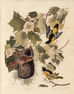 Audubon, John James (1785-1851) Baltimore Oriole  , Plate 12.