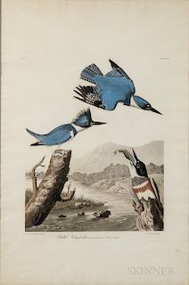 Audubon, John James (1785-1851) Belted Kingfisher  , Plate 77.