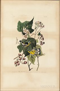 Audubon, John James (1785-1851) Black & Yellow Warbler  , Plate CXXIII.