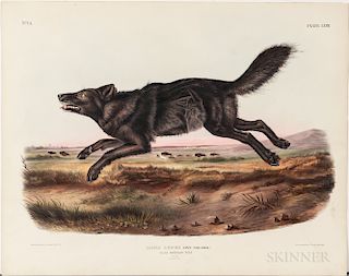 Audubon, John James (1785-1851) Black American Wolf  , Plate LXVII.