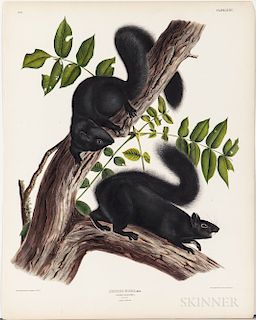 Audubon, John James (1785-1851) Black Squirrel  , Plate XXXIV.