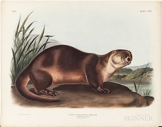 Audubon, John James (1785-1851) Canada Otter  , Plate CXXII.