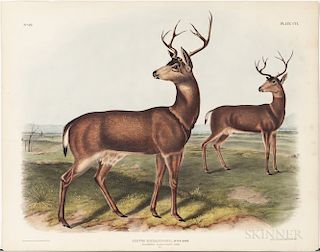 Audubon, John James (1785-1851) Columbian Black-tailed Deer  , Plate CVI.