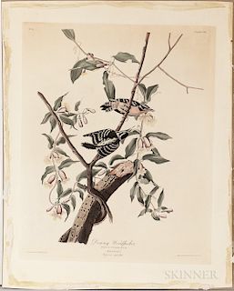 Audubon, John James (1785-1851) Downy Woodpecker,   Plate CXII.