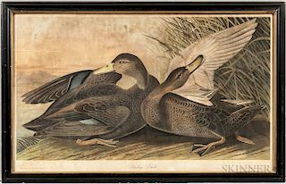 Audubon, John James (1785-1851) Dusky Duck.