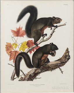 Audubon, John James (1785-1851) Long Haired Squirrel  , Plate XXVII.