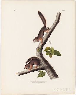 Audubon, John James (1785-1851) Richardson's Columbian Squirrel  , Plate V.