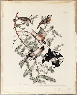 Audubon, John James (1785-1851) Rose-breasted Grosbeak,   Plate CXXVII.