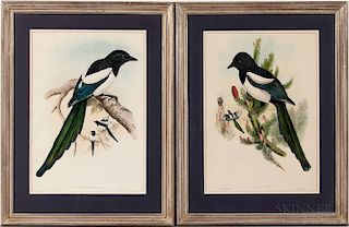 Gould, John (1804-1881) and Herbert Davis Richter (1874-1955) Two Magpie Prints.