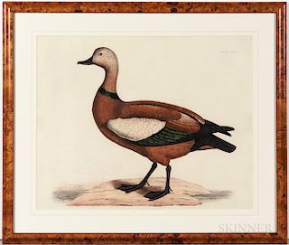 Selby, Prideaux John (1788-1867) Two Hand-colored Etchings: Ruddy Duck and Common Shell-Drake.