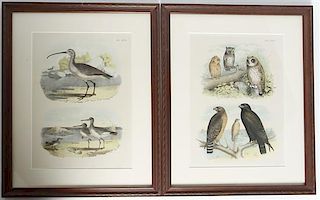 Two Decorative Ornithological Lithographs, Height 12 1/4 x width 8 1/2 inches.