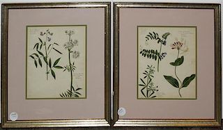 A Collection of Four Botanical Engravings, Height of tallest print 14 inches.
