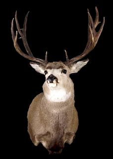 Irregular Montana Mule Deer Trophy Shoulder Mount
