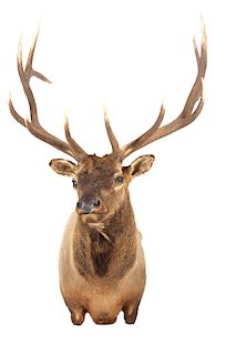 Montana Rocky Mountain Trophy Elk Shoulder Mount
