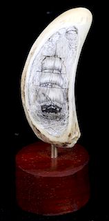 Ancient Sperm Whale Tooth Scrimshaw