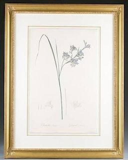 Pierre-Joseph Redoute Gladiolus engravings & book.