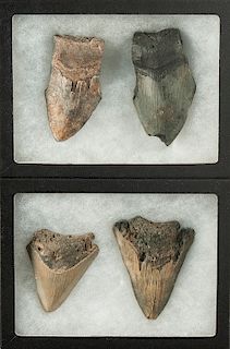 4 Native American Megalodon Artifacts