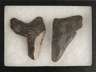 Two 4 Inch Megalodon Tooth Artifacts