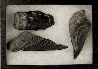 3 Large Fossilized Megalodon Artifacts