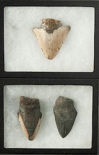 3 Megalodon Artifacts
