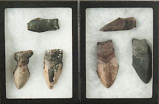 6 Fossilized Shark Tooth Artifacts