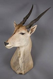 Taxidermy full shoulder mount of an Eland Antelope