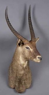 Taxidermy shoulder mount of a Waterbuck.