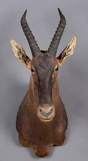 Taxidermy shoulder mount of a tsessebe.