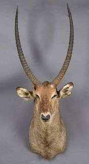 Taxidermy shoulder mount of a Waterbuck.