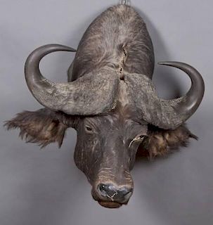 Taxidermy shoulder mount of a water buffalo