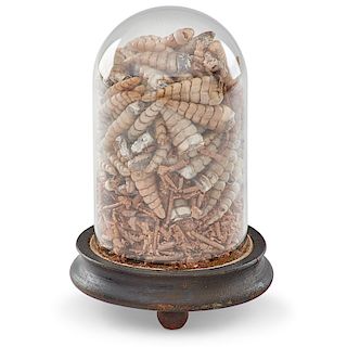 RATTLESNAKE TAILS IN GLASS DOME
