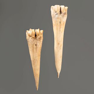 Two Deer Bone Awls, Longest 5-1/4 in.