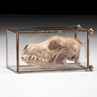 A Canine Skull, 6 in.