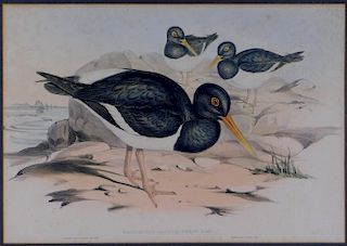 Gould Pied Oystercatcher Hand Colored Lithograph