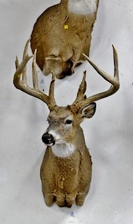 Whitetail deer buck taxidermy shoulder mount, 12 point with kickers with kickers, about 150 class rack. dp. 27 in.