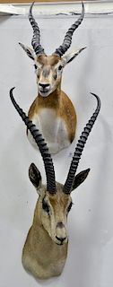 Two African animal shoulder mounts including taxidermy impala dp. 19 in. and a black buck antelope dp. 18 in.